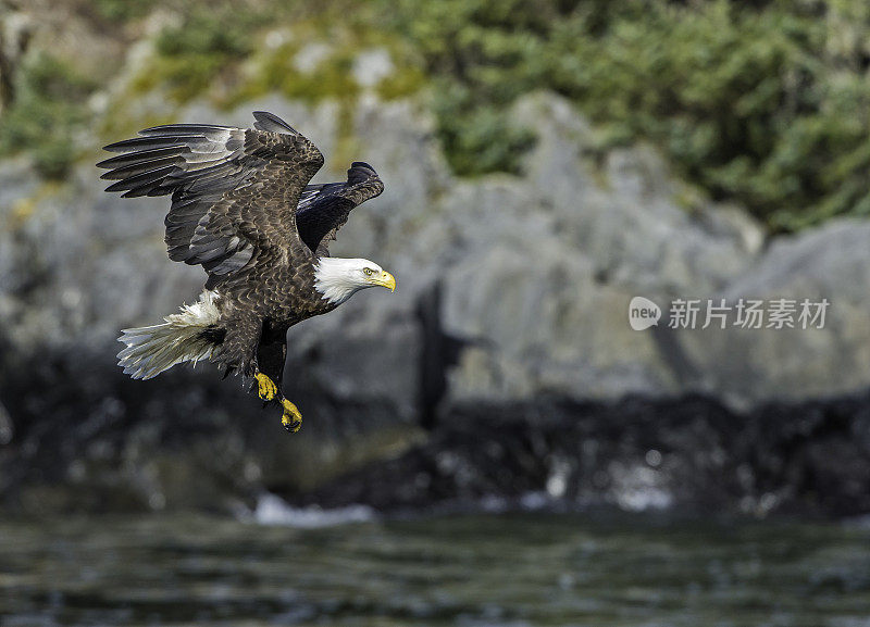 秃鹰(Haliaeetus leucocephalus，是一种食肉鸟，发现在阿拉斯加，以鲱鱼在水里。锡特卡的声音,阿拉斯加。